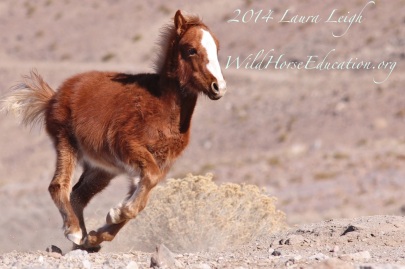 Wild horse filly running. just because she can, on the range